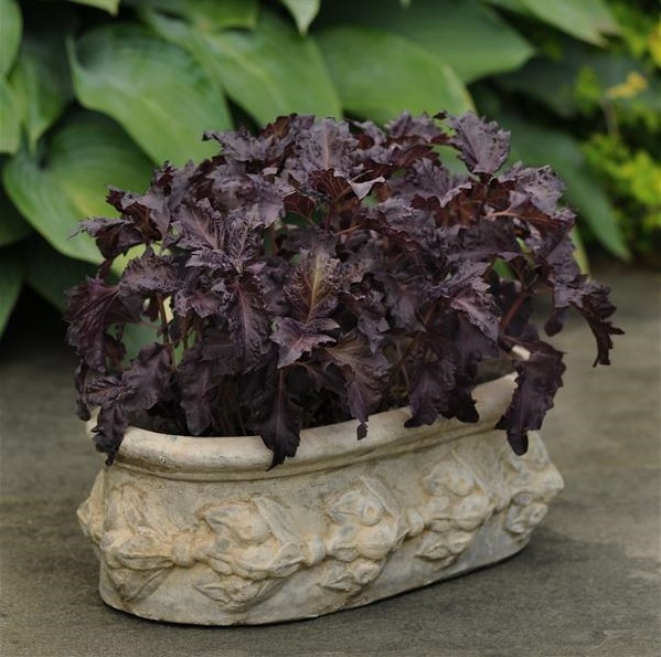 Bazalka červená Purple Ruffles cca 50 semien